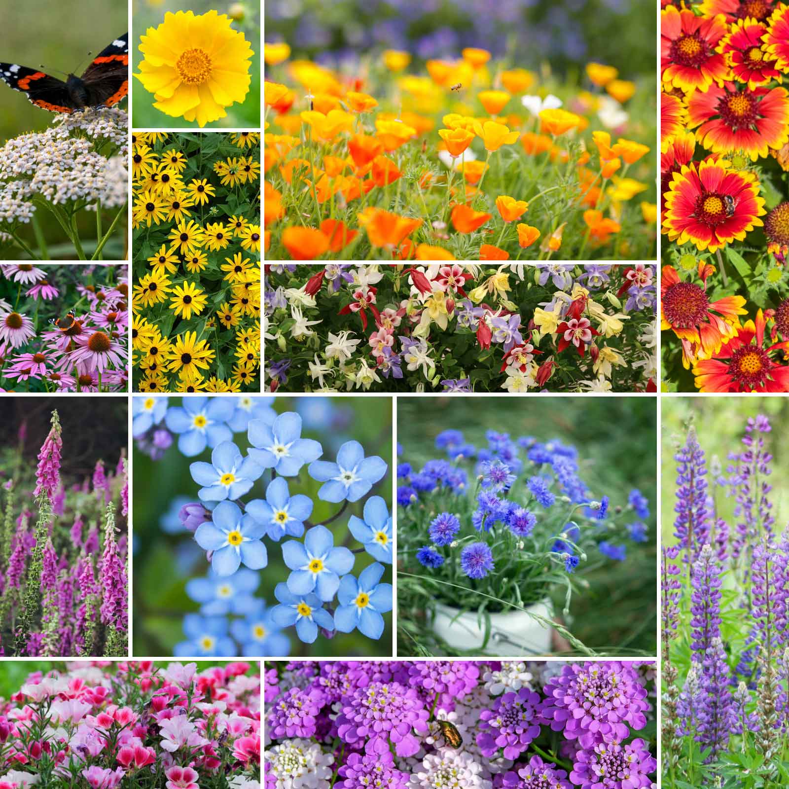 california wildflower seeds bulk Bulk Deer Resistant Wildflower Seed Mix 25 Pounds