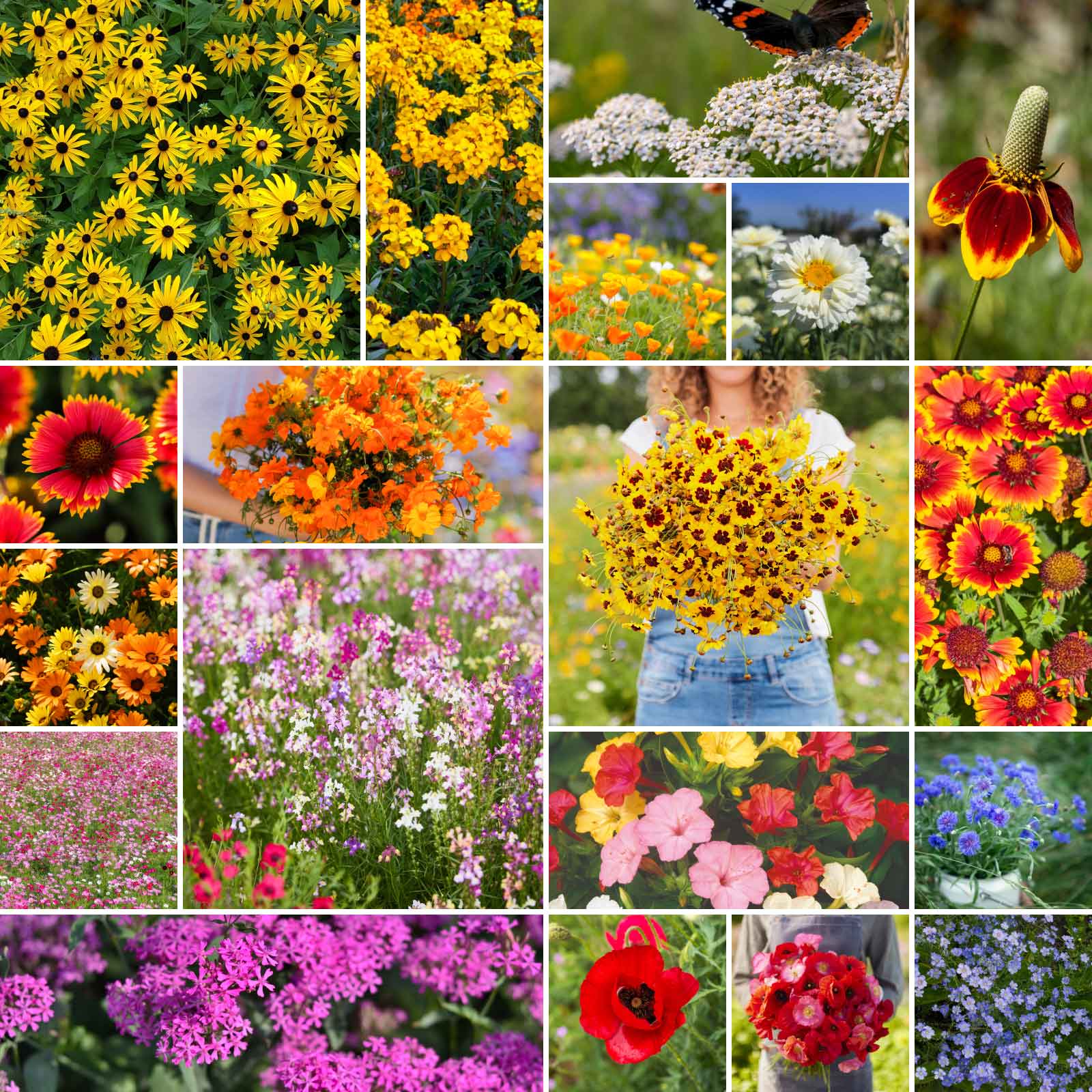 meadow flower seeds bulk Bulk Dry Area Wildflower Seed Mix
