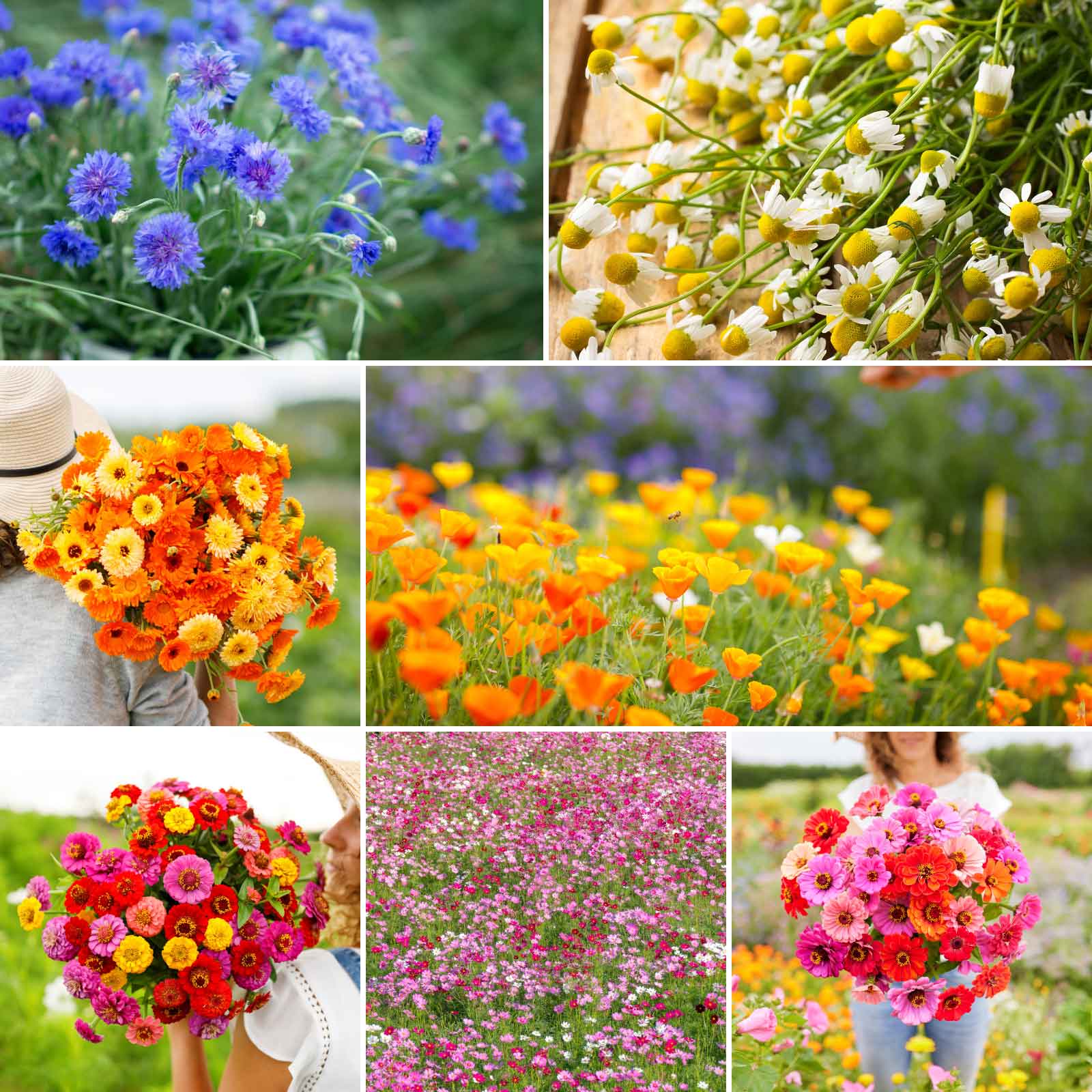 flower seeds garden Bulk Field Day Flower Seed Mix