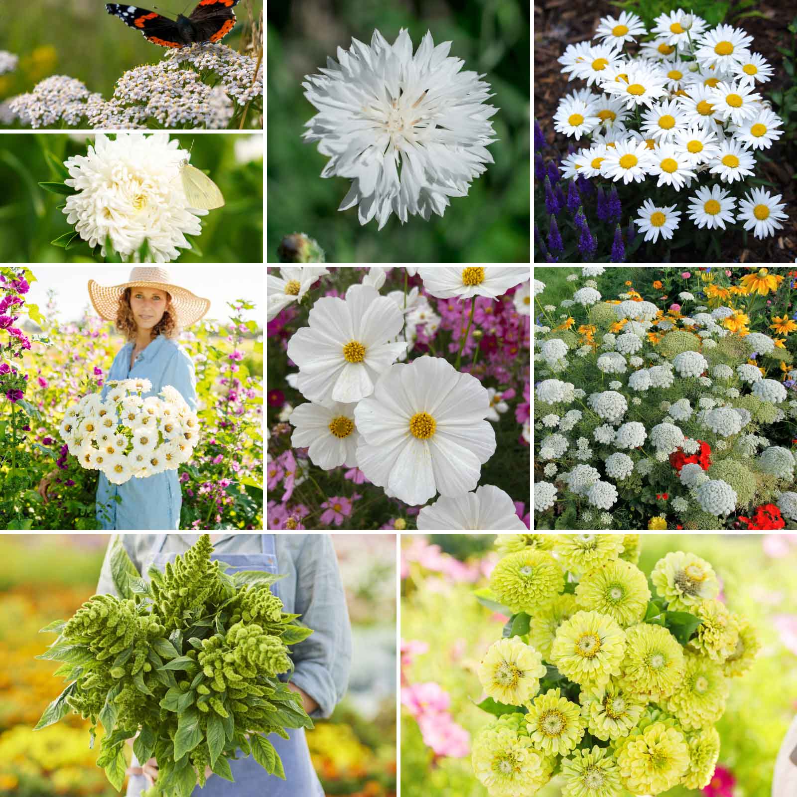 evergreen flower seeds Bulk Green Flower Seed Mix
