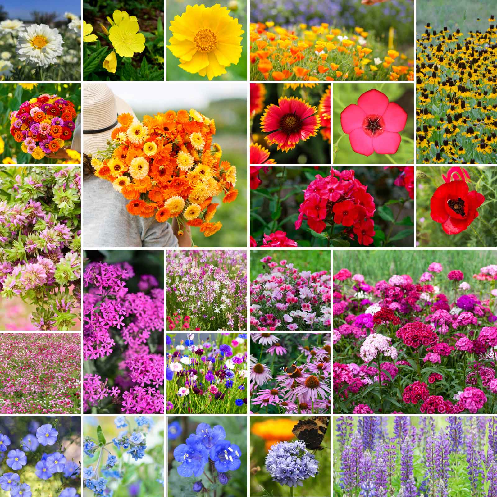 spring flower seed mix Bulk Heirloom Wildflower Seed Mix