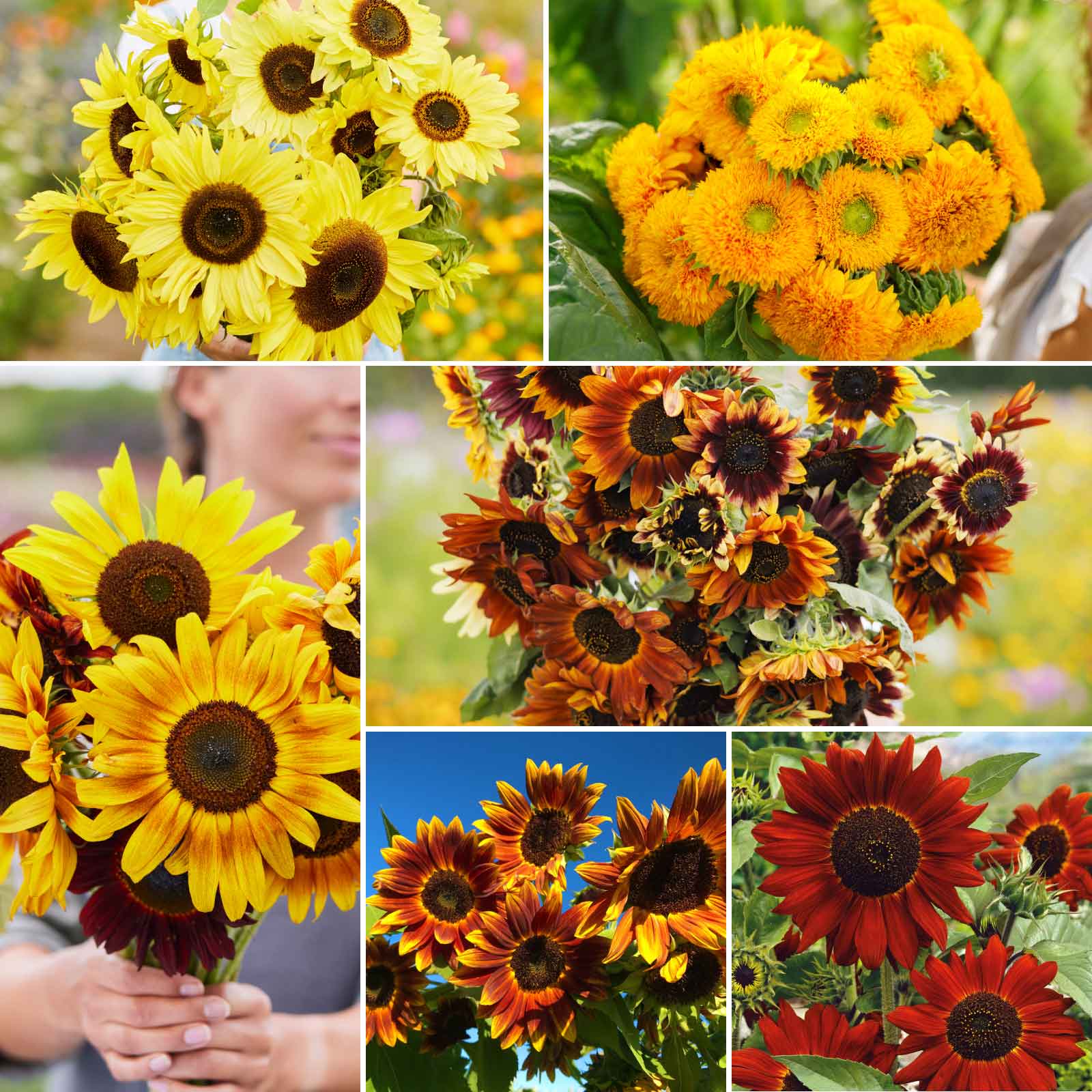 types of sunflower seeds for planting Bulk Sunflower Seed Mix