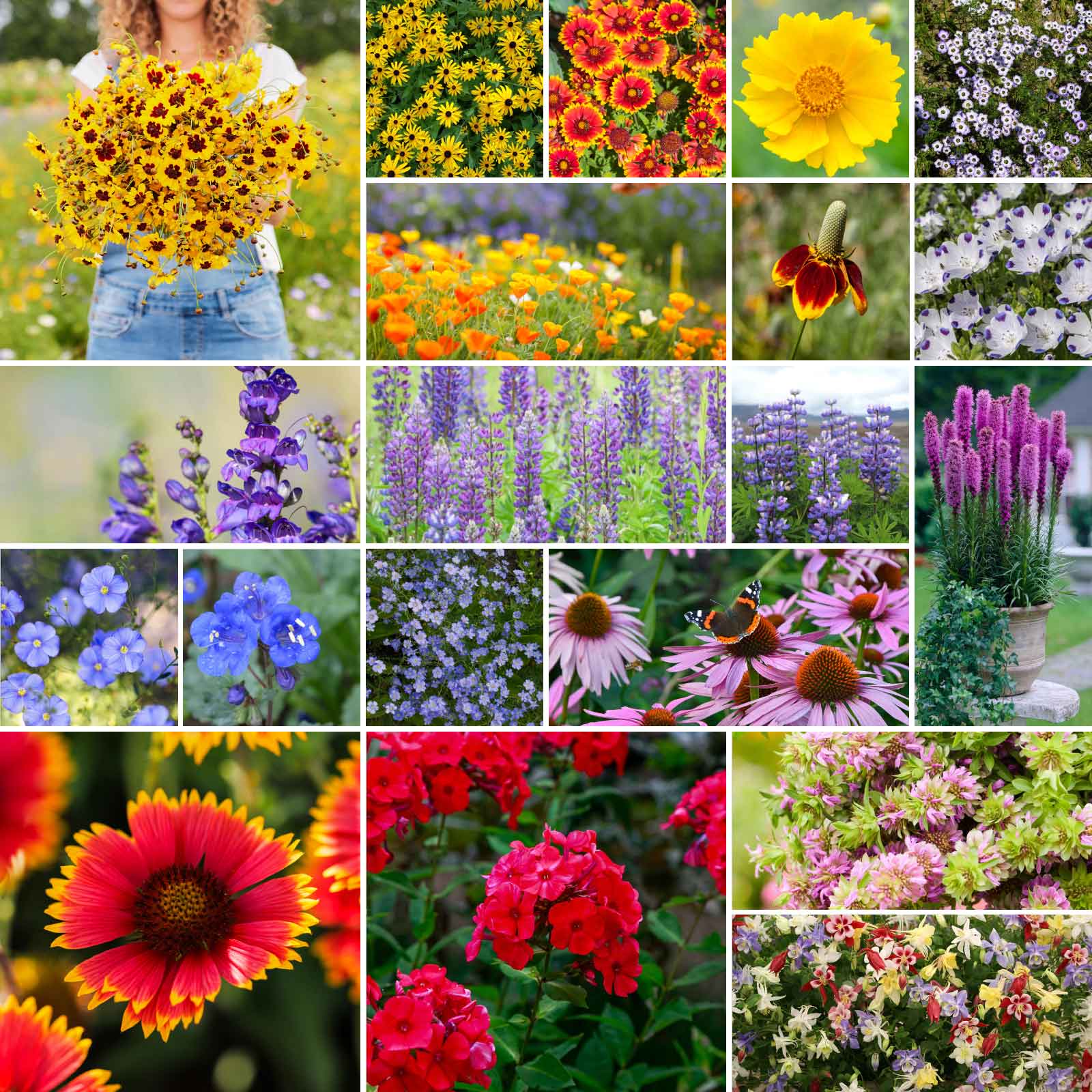 encap wildflower seeds Bulk North American Native Wildflower Seed Mix 1/4 Pound
