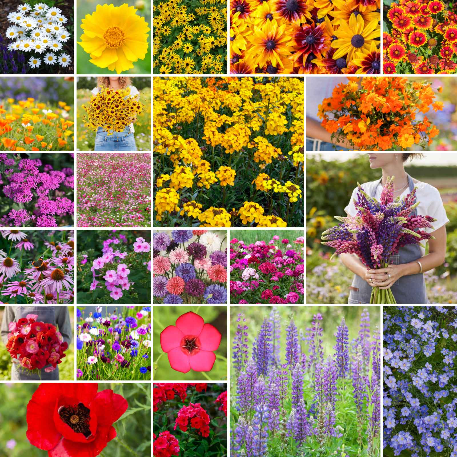 new england wild flower seeds Bulk Northeast Wildflower Seed Mix 1 Pound