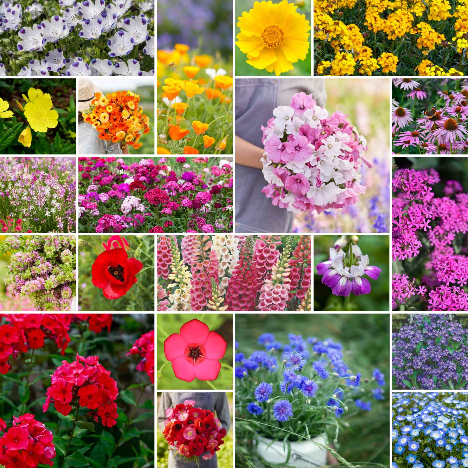 wildflower meadow seeds for shade Bulk Partial Shade Wildflower Seed Mix
