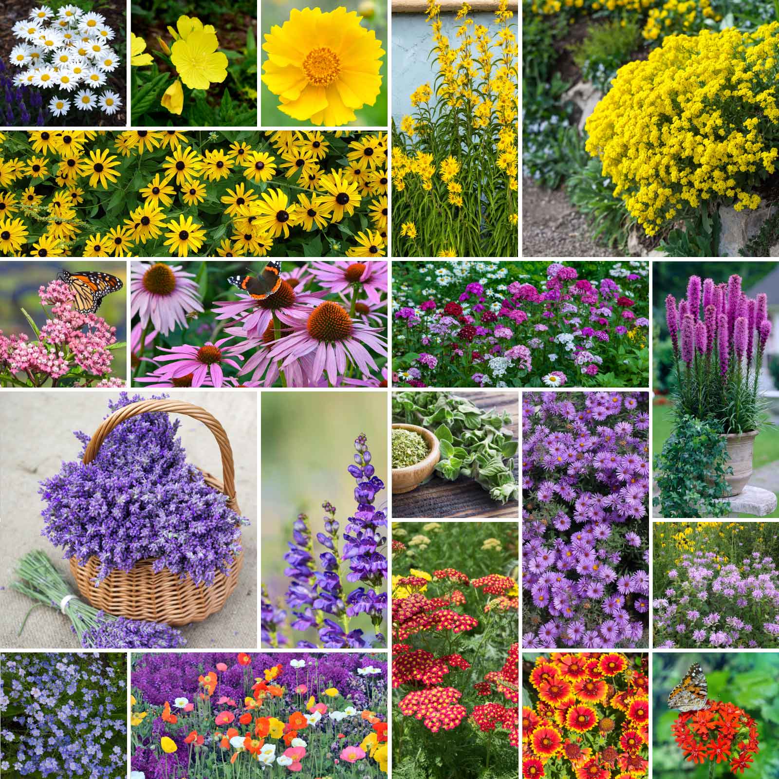 eden brothers wildflower seed mix All Perennial - Pollinator Wildflower Mix | Wildflower Seeds