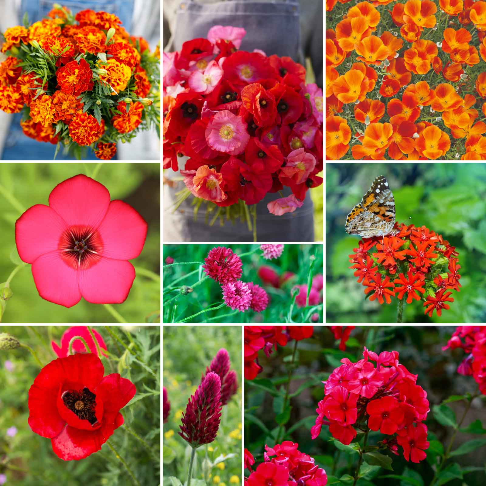 seeds for flowering plants Bulk Red Head