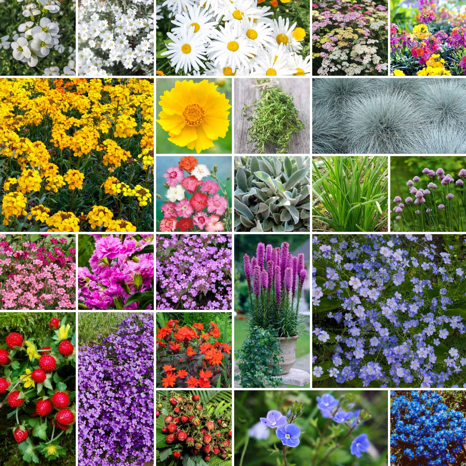 wildflower seeds garden Bulk Rock Garden Perennial Wildflower Seed Mix 1 Ounce