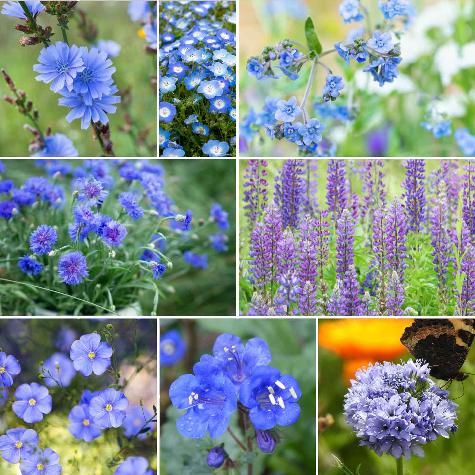 blue flower seeds suikoden Bulk Singin' The Blues