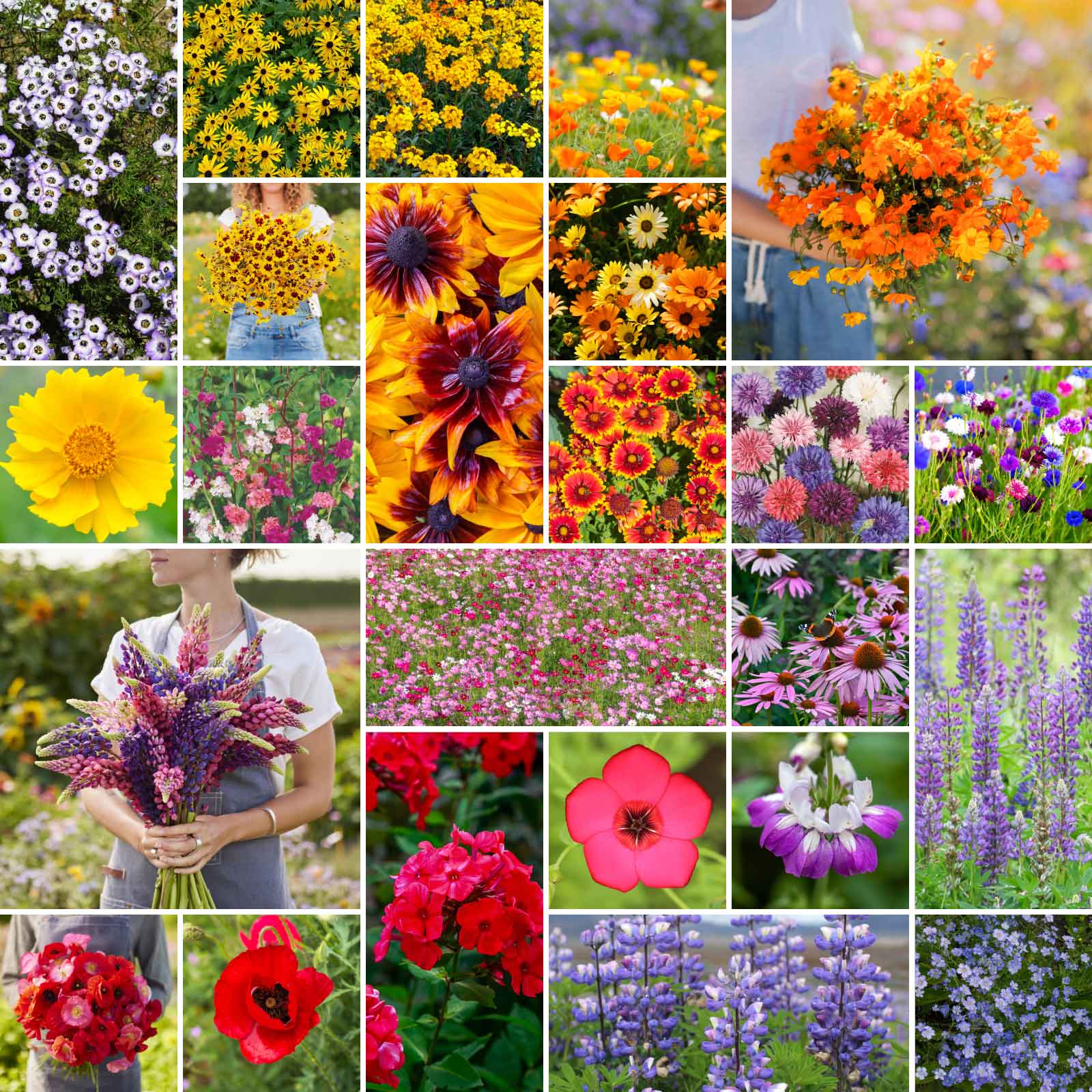 plants of the southwest seeds Bulk Southwest Wildflower Seed Mix 50 Pounds