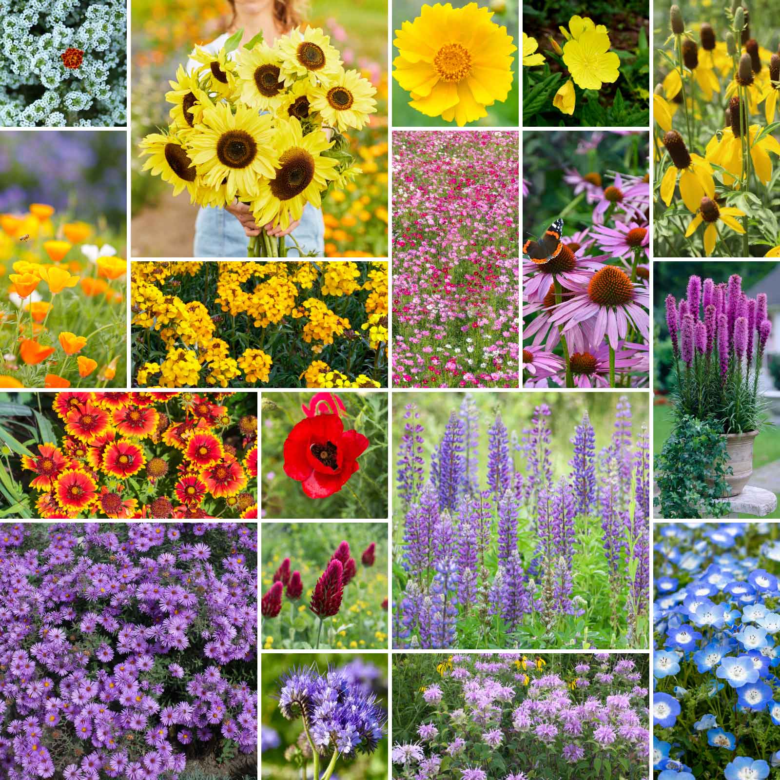pollinator wildflower seed Bulk The Bee's Knees
