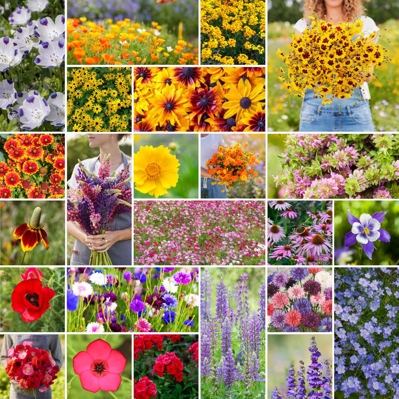 wildflower seed types Bulk Western Wildflower Seed Mix 25 Pounds