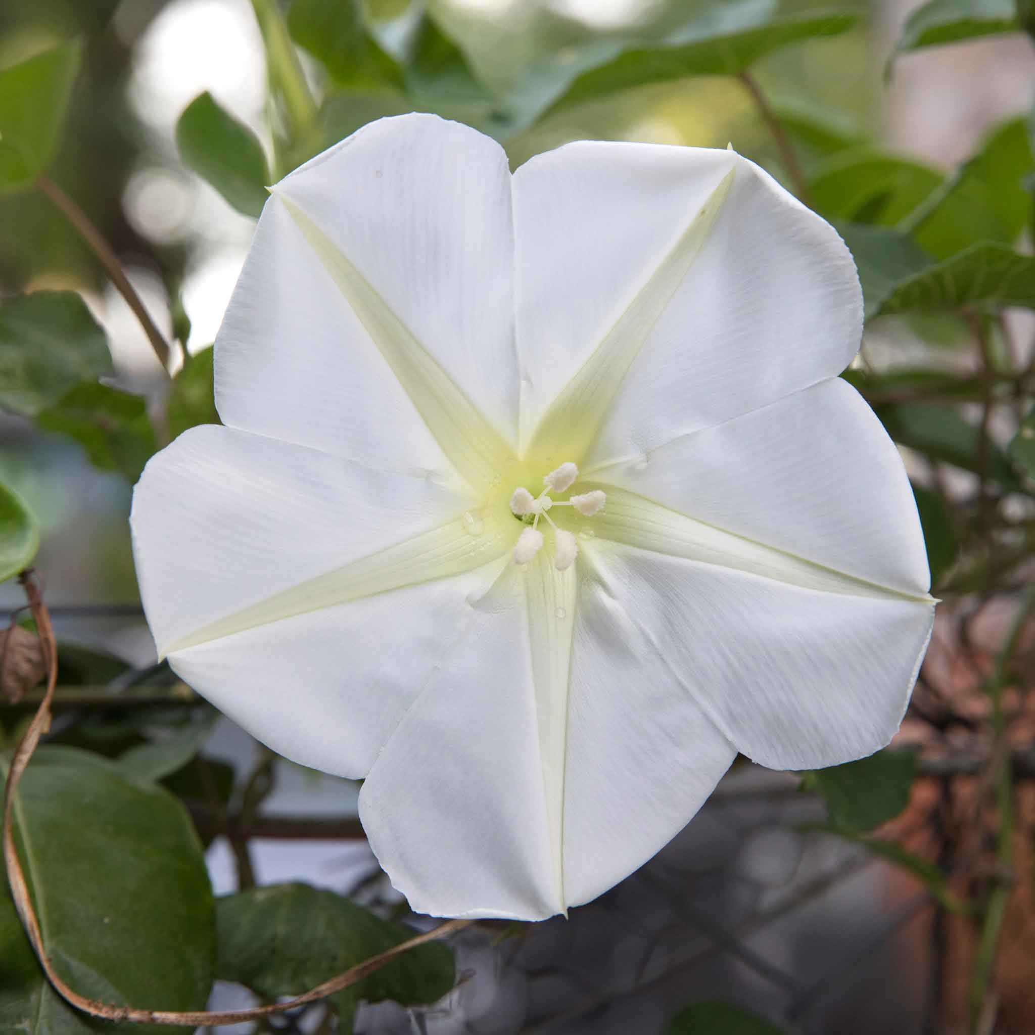 purple moon flower seeds Bulk Moonflower Seeds 1 Ounce