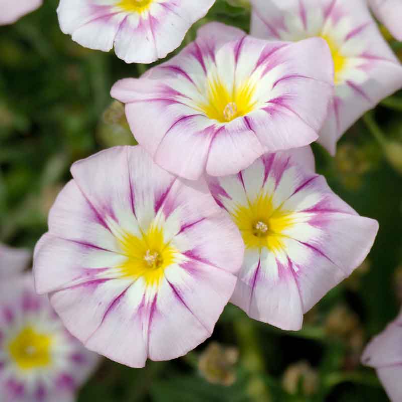 dwarf morning glory seeds Bulk Morning Glory Seeds (Dwarf)