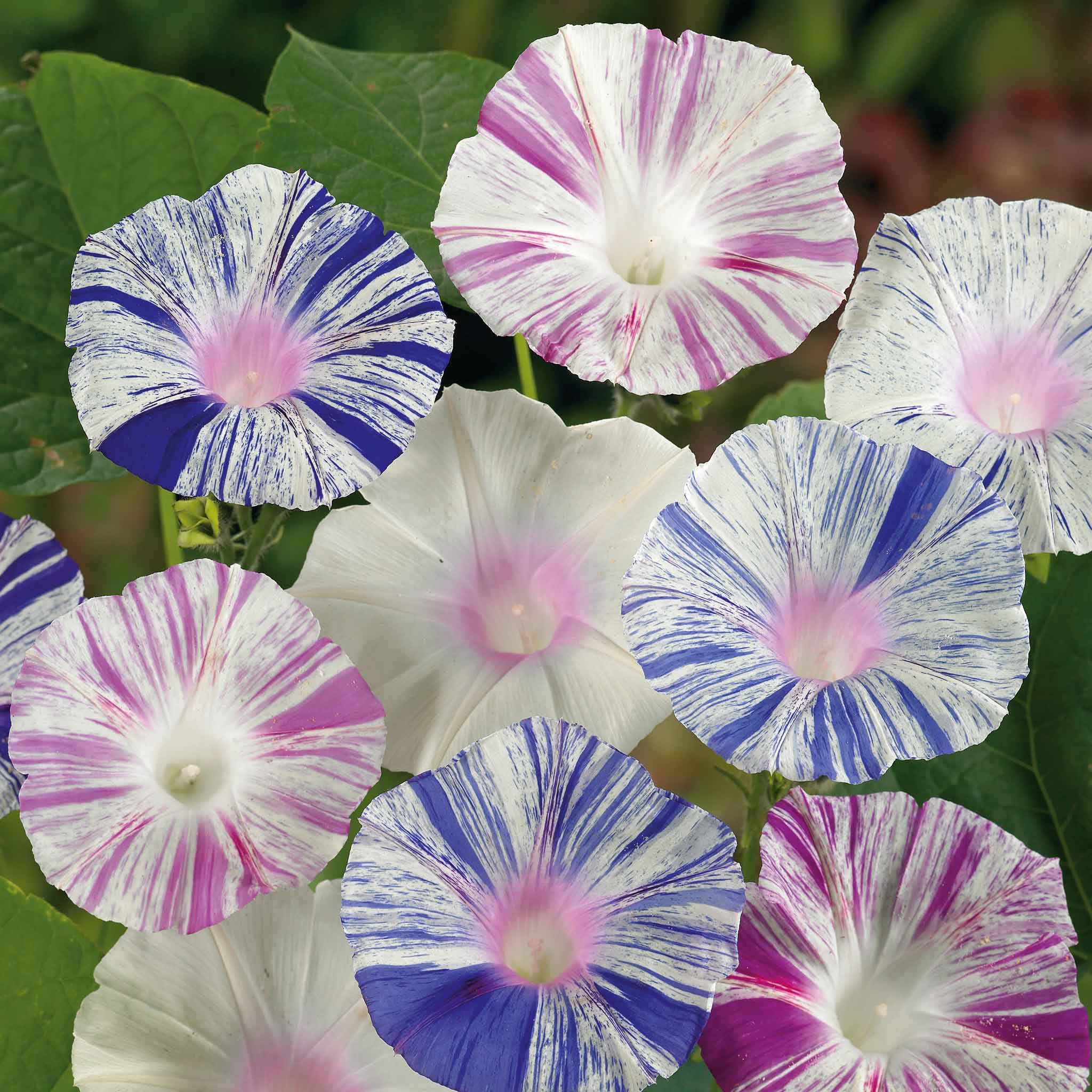 harlequin marigold seeds Bulk Morning Glory Seeds