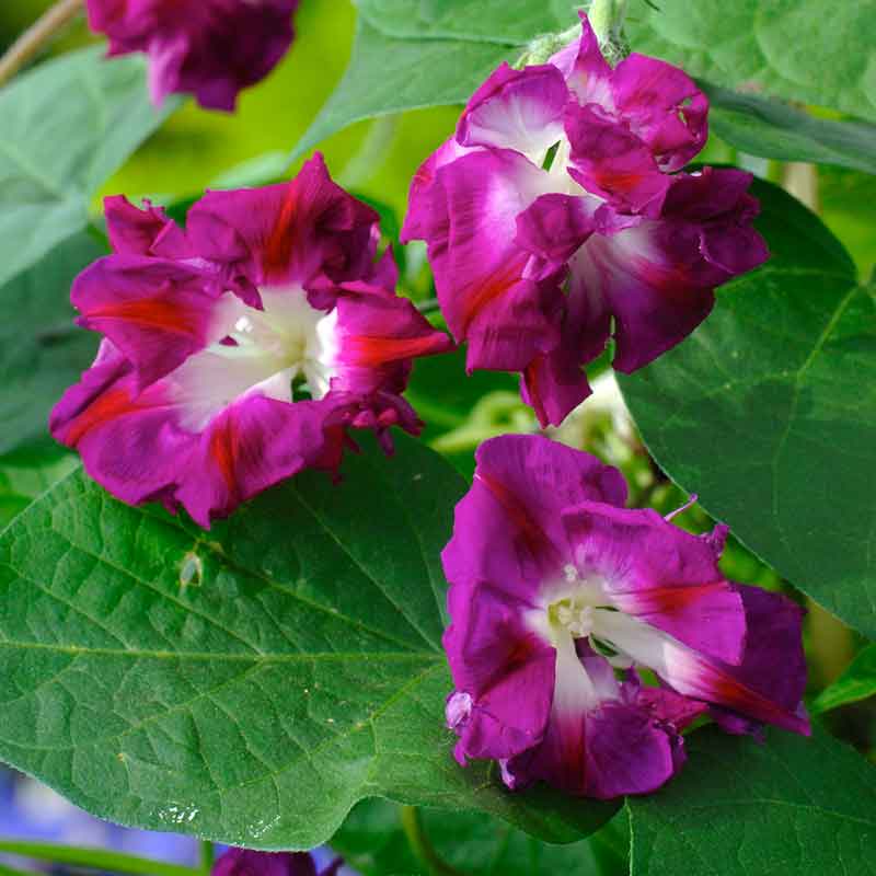 untreated morning glory seeds bulk Bulk Morning Glory Seeds