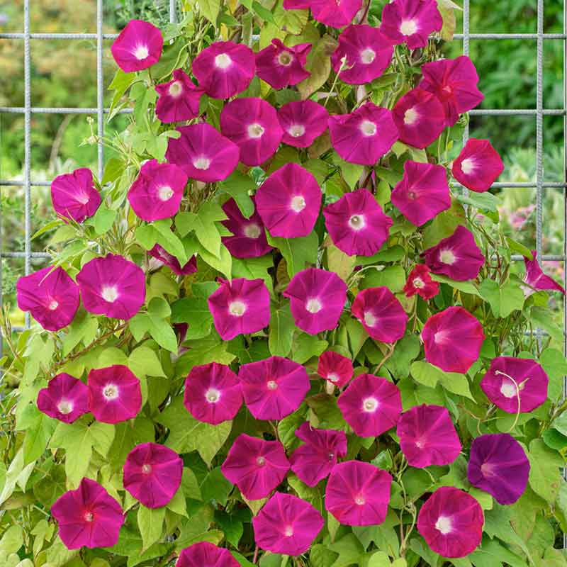 morning glory scarlett o'hara seeds Bulk Morning Glory Seeds - Scarlett OHara