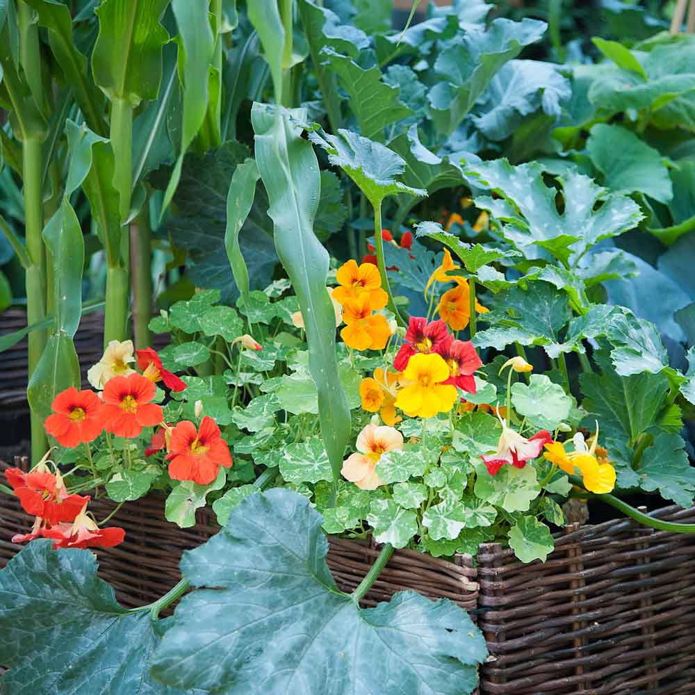 planting nasturtium seeds in fall Bulk Nasturtium Seeds - Alaska Mix