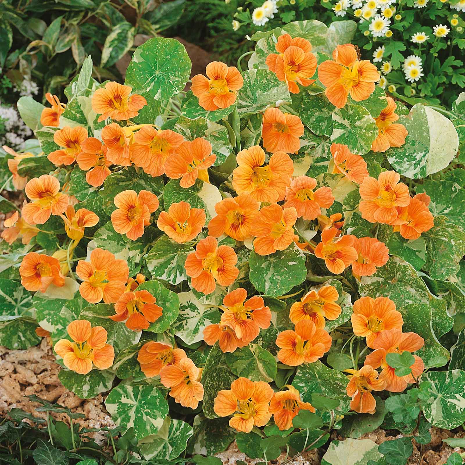 flower seeds nasturtium Nasturtium Seeds - Alaska Salmon | Flower Seeds