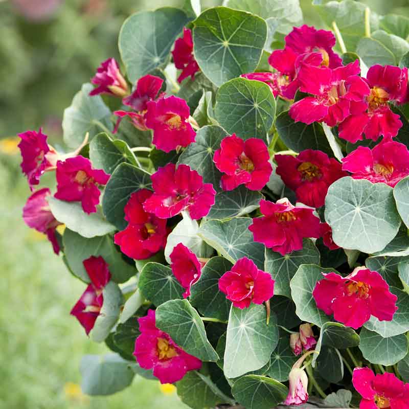 nasturtium baby rose
