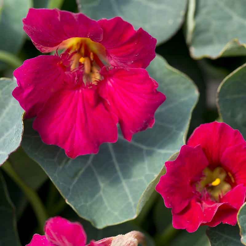 nasturtium baby rose