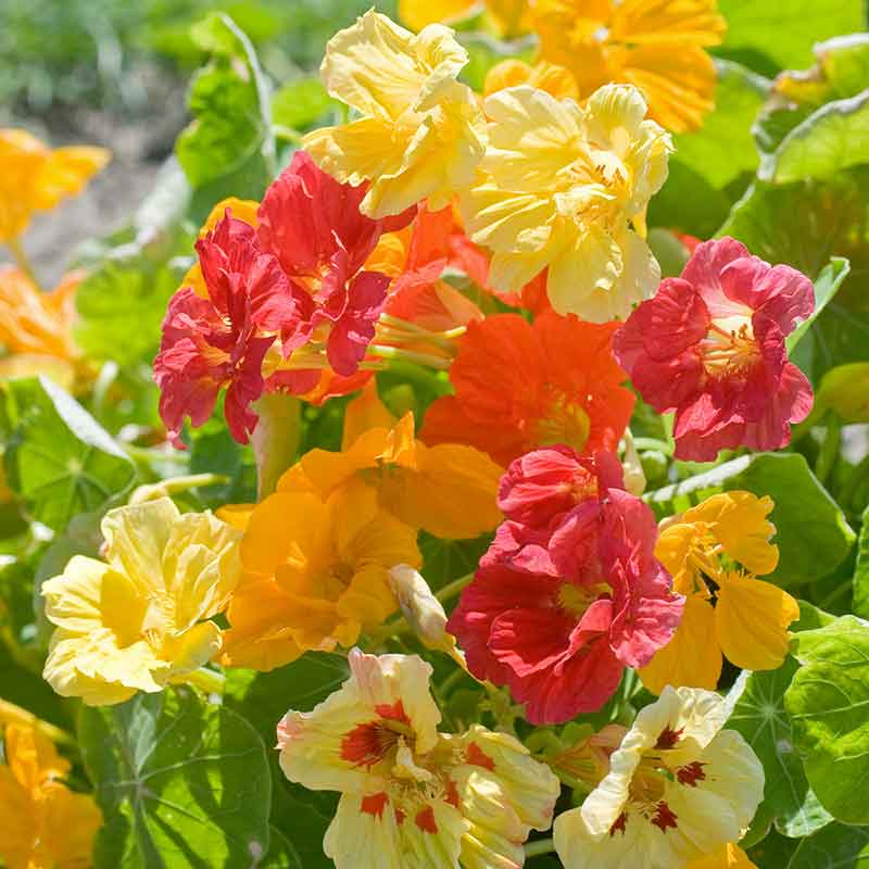organic plant seeds for sale Organic Nasturtium Seeds - Jewel Mix | Bulk Flower Seeds