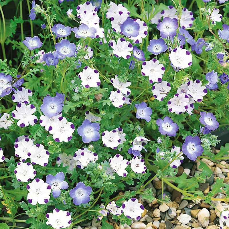 planting nemophila seeds Bulk Nemophila Seeds