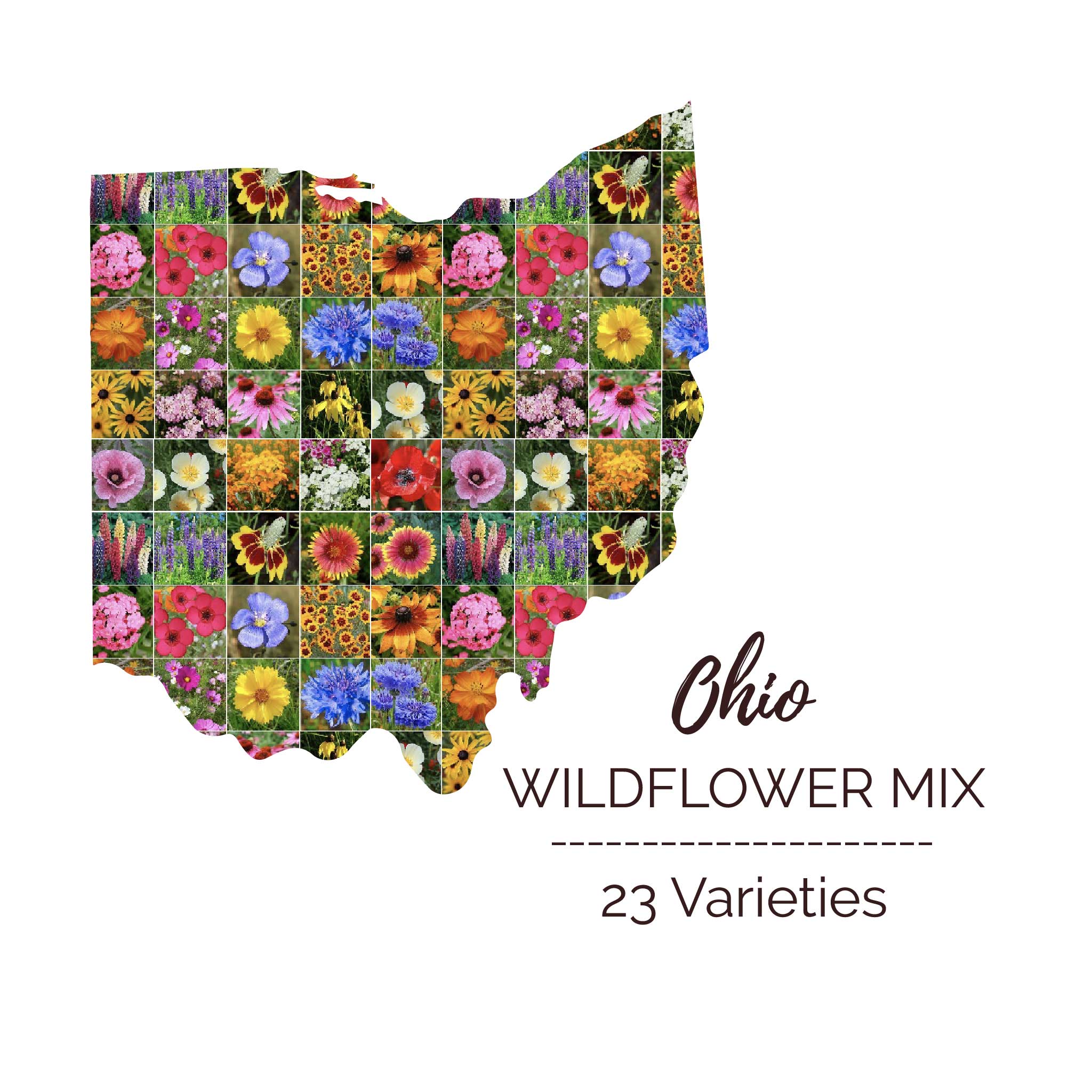 native wildflower seeds ohio Bulk Ohio Wildflower Seed Mix