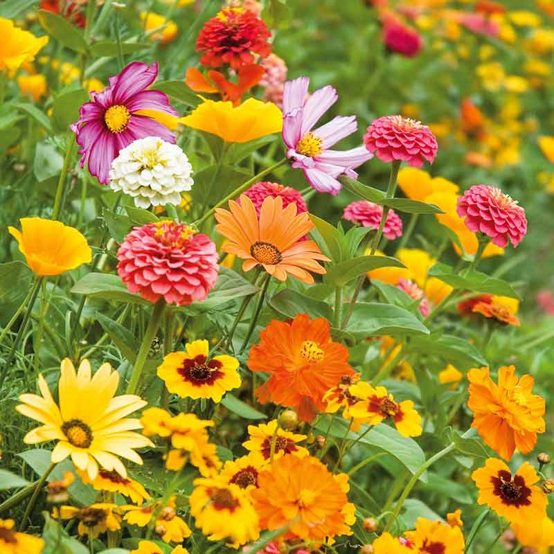 wild garden seed mix Bulk Orange Sherbet Flower Seed Mix