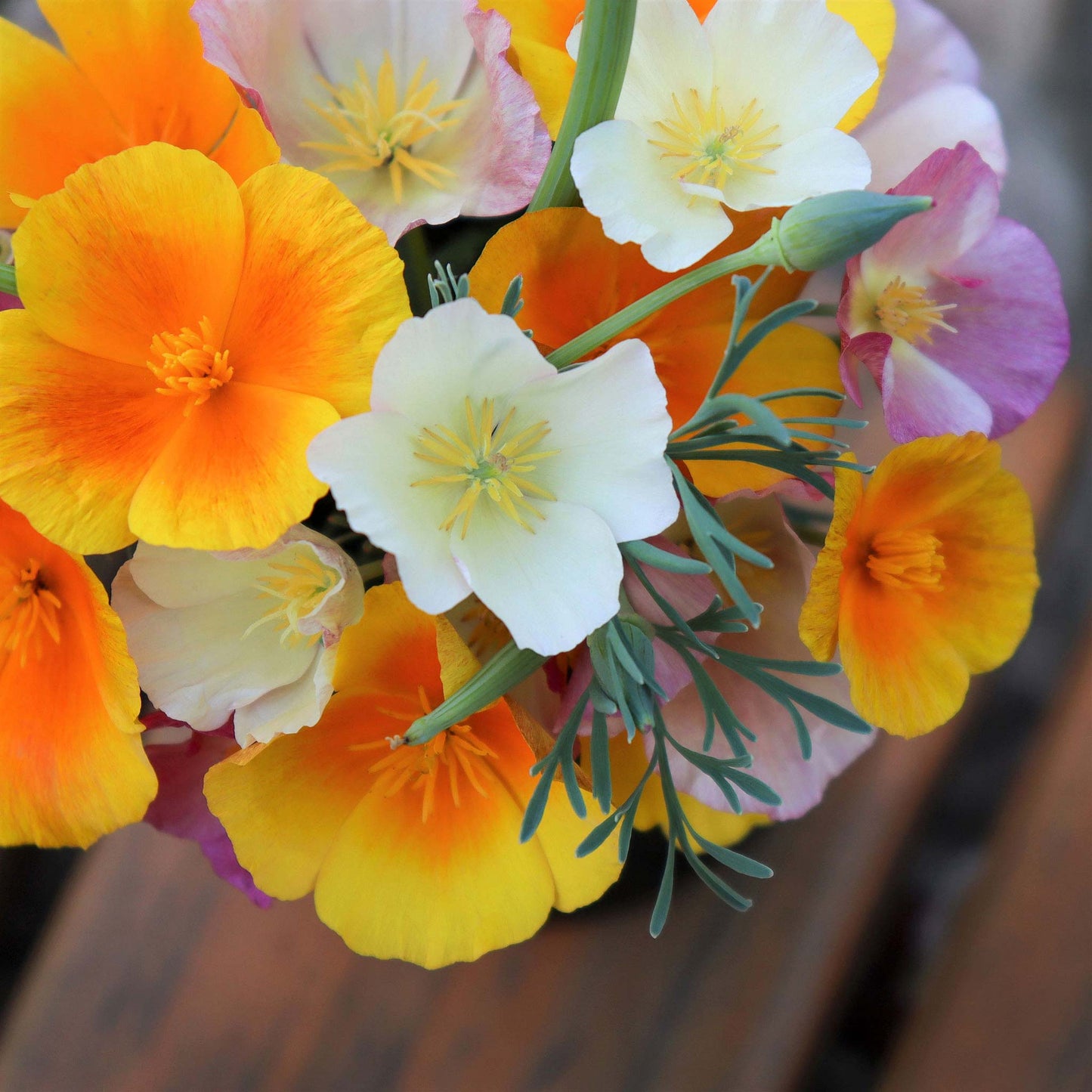 california poppy mix