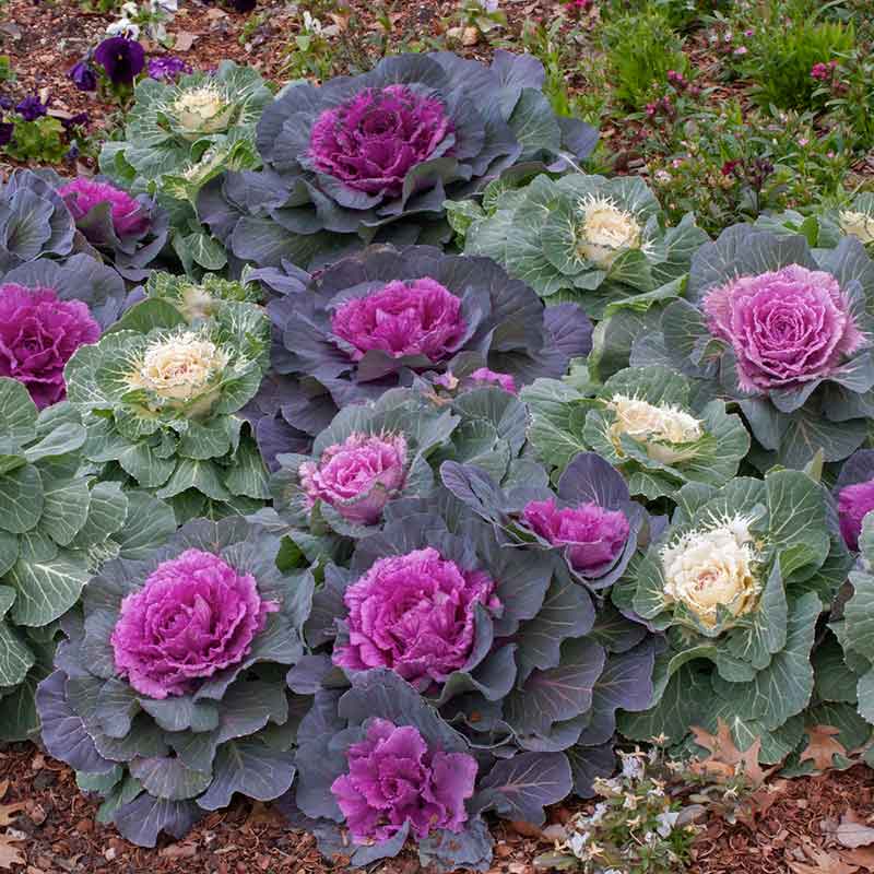 kale seeds for planting Bulk Ornamental Kale Seeds