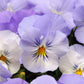 pansy cool wave frost