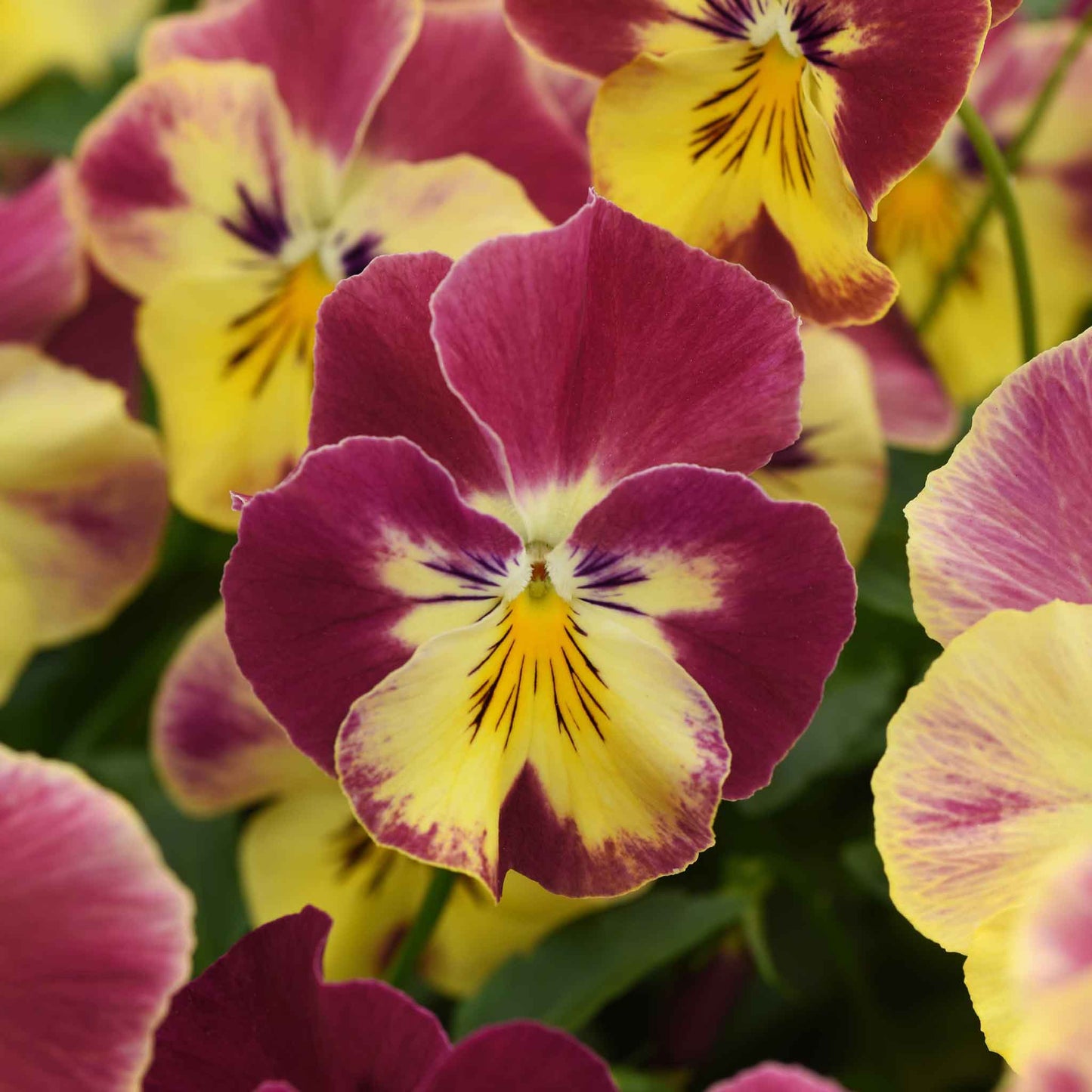 pansy cool wave strawberry swirl