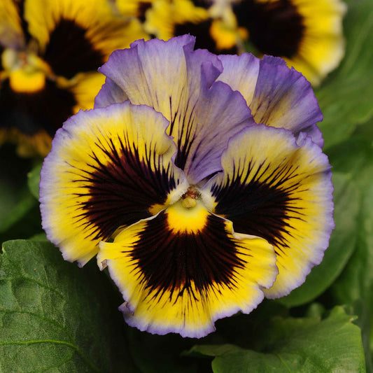 pansy frizzle sizzle yellow blue swirl