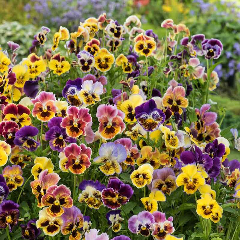 plant pansy seeds in fall Bulk Pansy Seeds