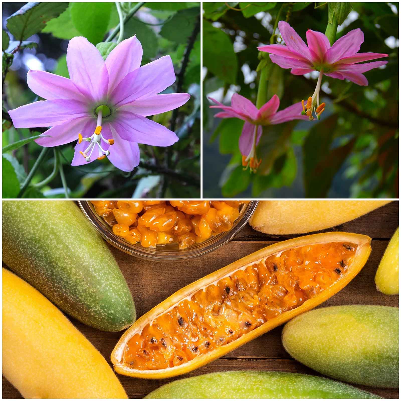 plant passion fruit from seeds Passiflora Seeds - Banana Passion Fruit | Bulk Flower Seeds