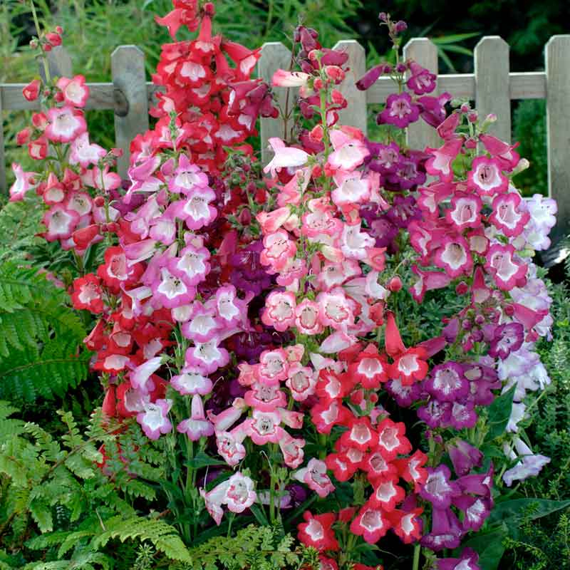 penstemon flower seeds Bulk Penstemon Seeds