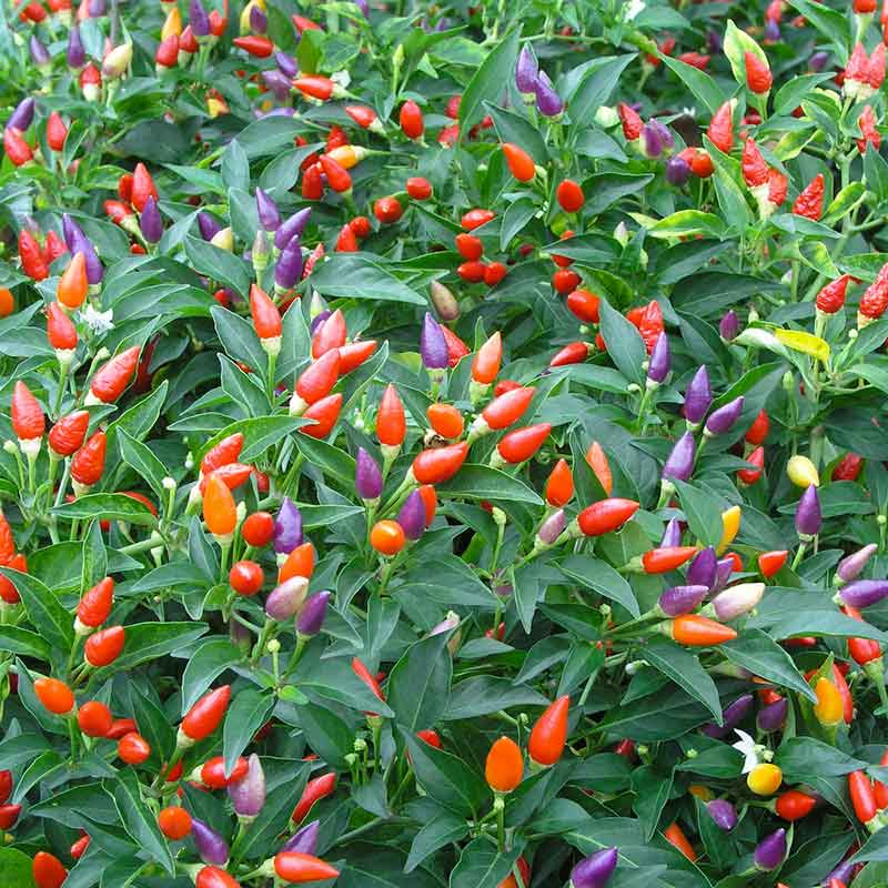 chilli seeds for planting Bulk Ornamental Pepper Seeds