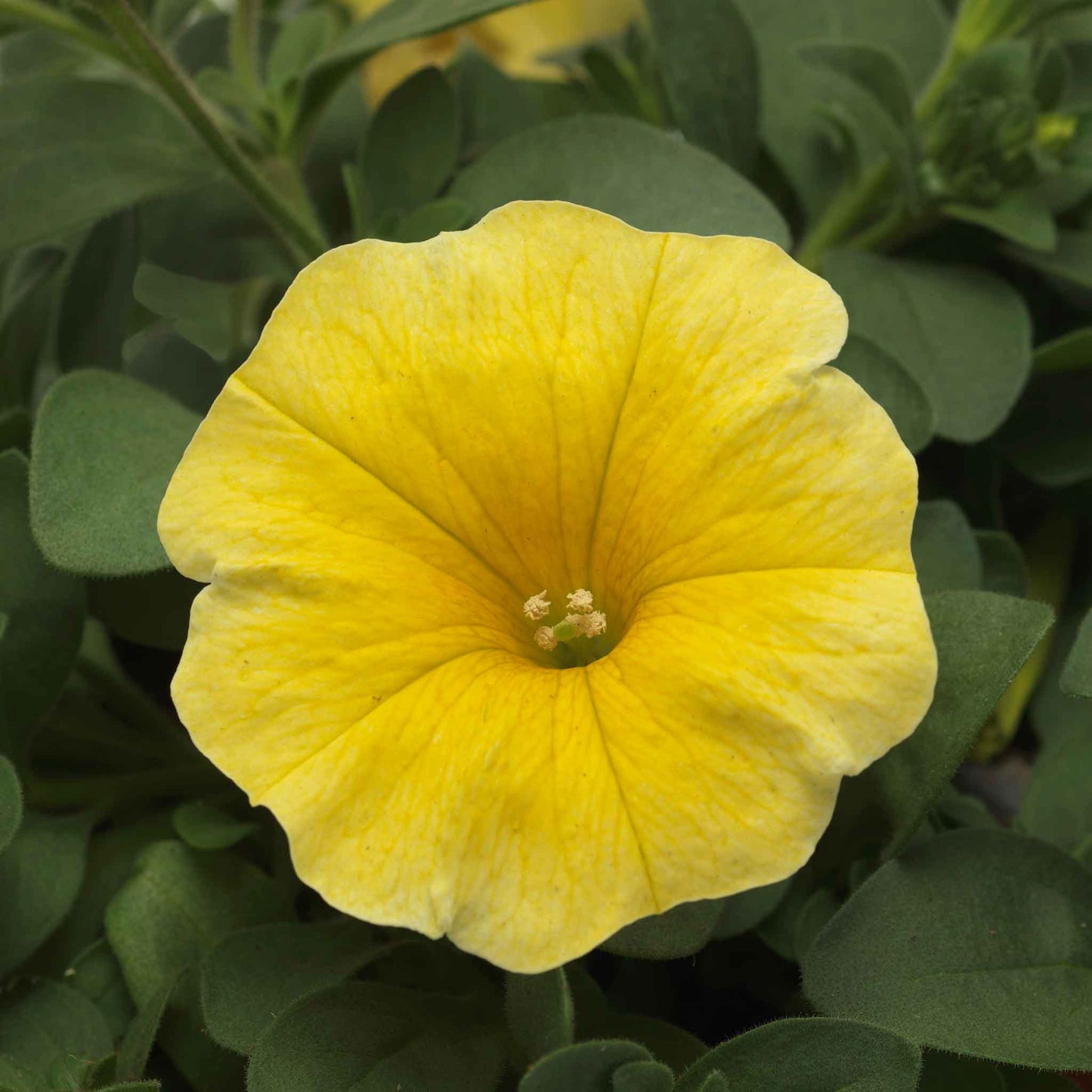 Close-up of a yellow petchoa flower with green leaves in the background