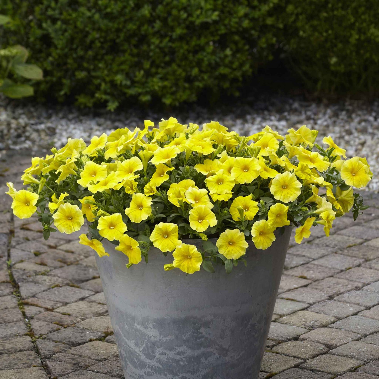 Potted plant with bright yellow petchoa flowers on a stone patio