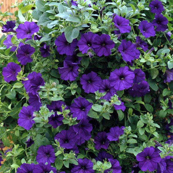 petunia blue