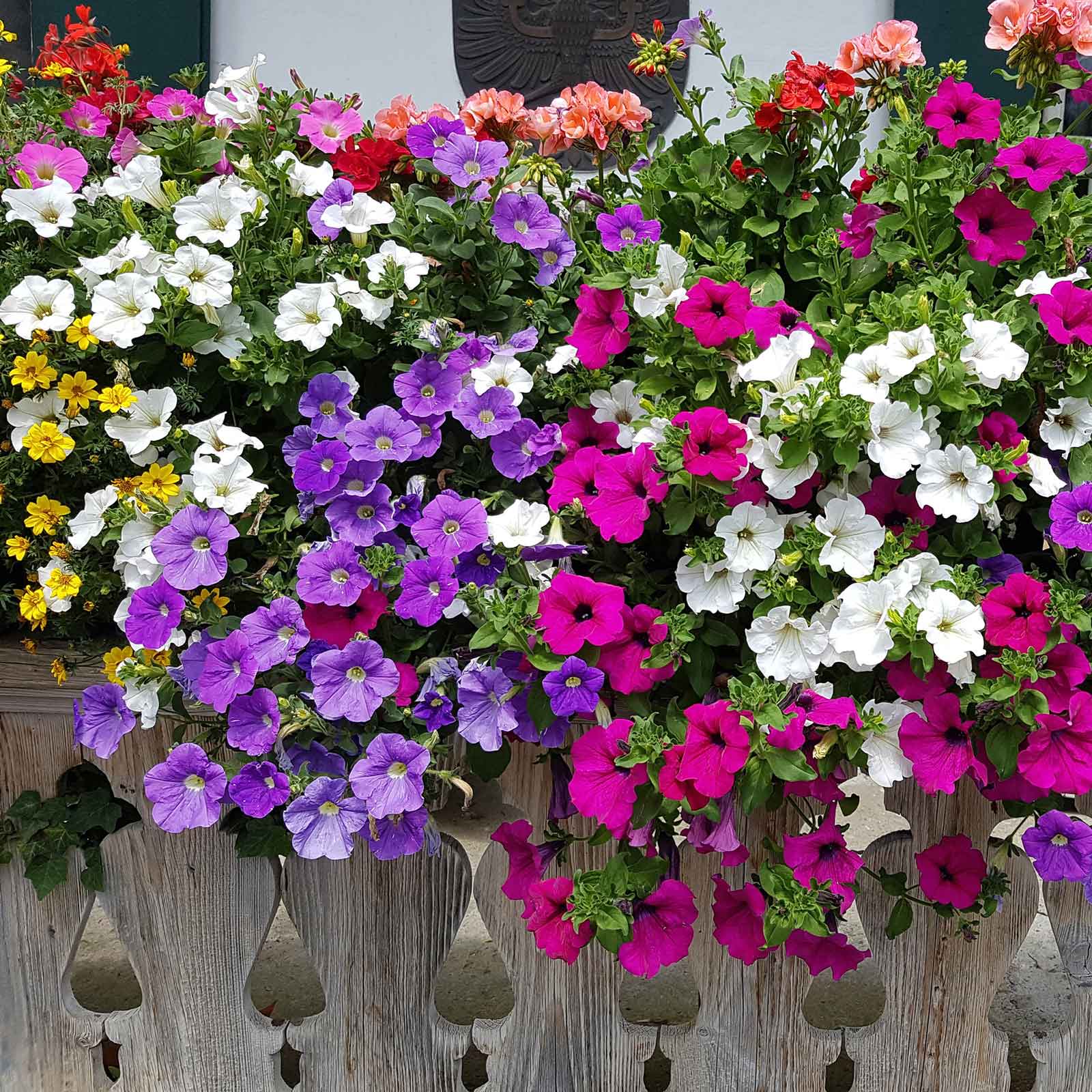 petunia plant seeds Petunia - Balcony Mix | Bulk Flower Seeds