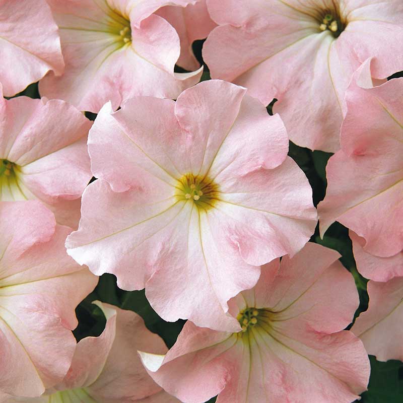 petunia flower seeds for sale Petunia - Dreams Appleblossom | Bulk Flower Seeds