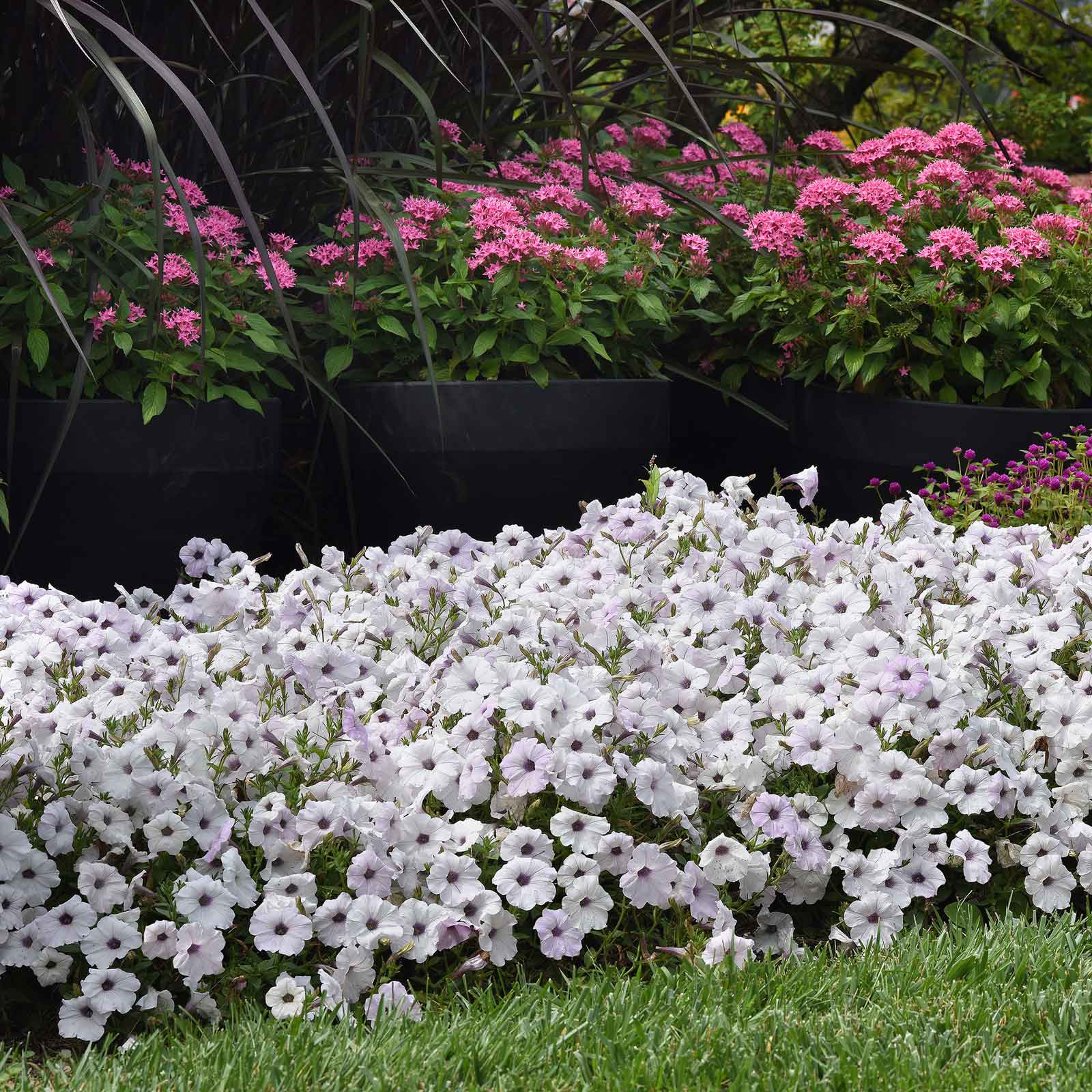 petunia flower seeds for sale Bulk Petunia Seeds - Easy Wave Silver | Flower Seeds in Packets & Bulk