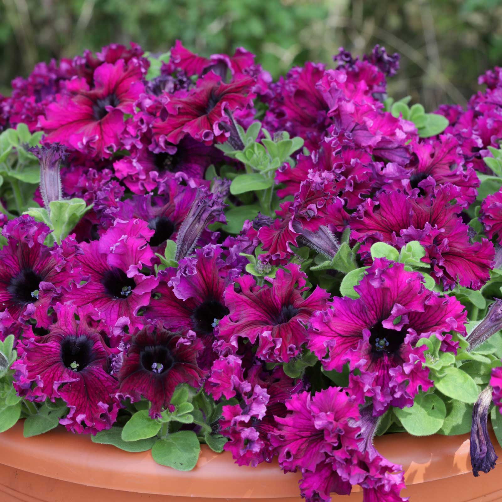 petunia flower seeds for sale Bulk Petunia Seeds - Espresso Frappe Ruby | Flower Seeds in Packets & Bulk