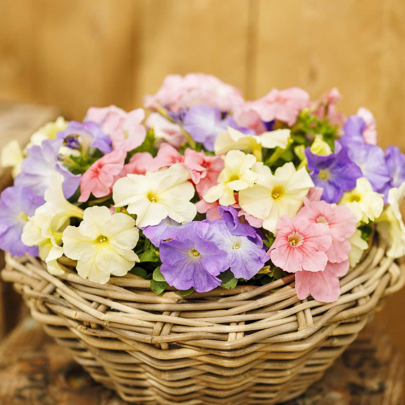 petunia mix flower seeds Bulk Petunia Seeds