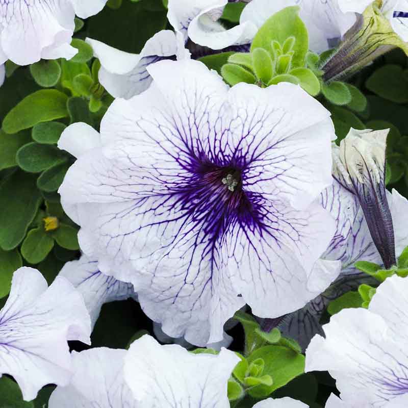 where are the seeds on a petunia plant Bulk Petunia Seeds - Silver Blue | Flower Seeds in Packets & Bulk