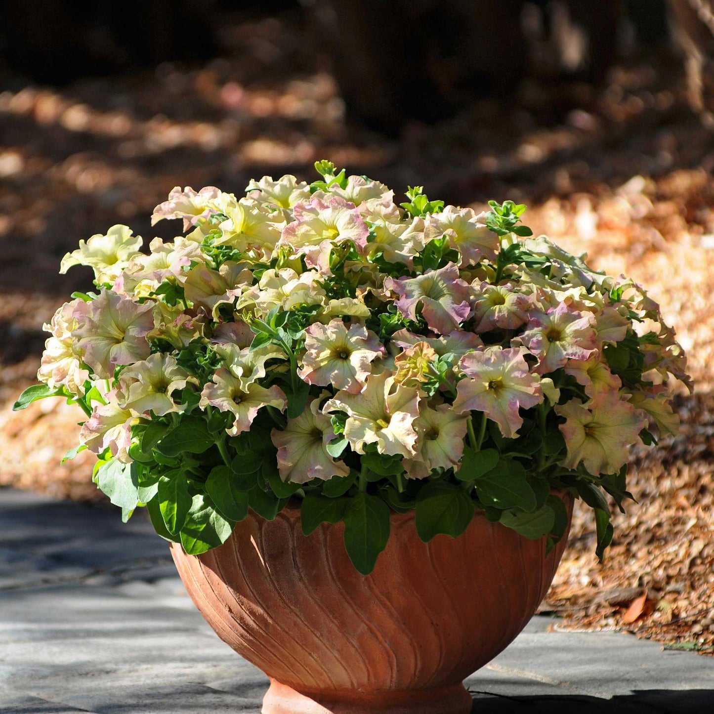 petunia sophistica antique shades