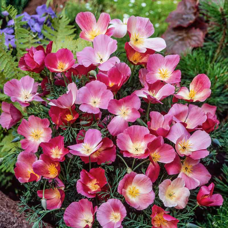 kings flower seeds Bulk California Poppy Seeds