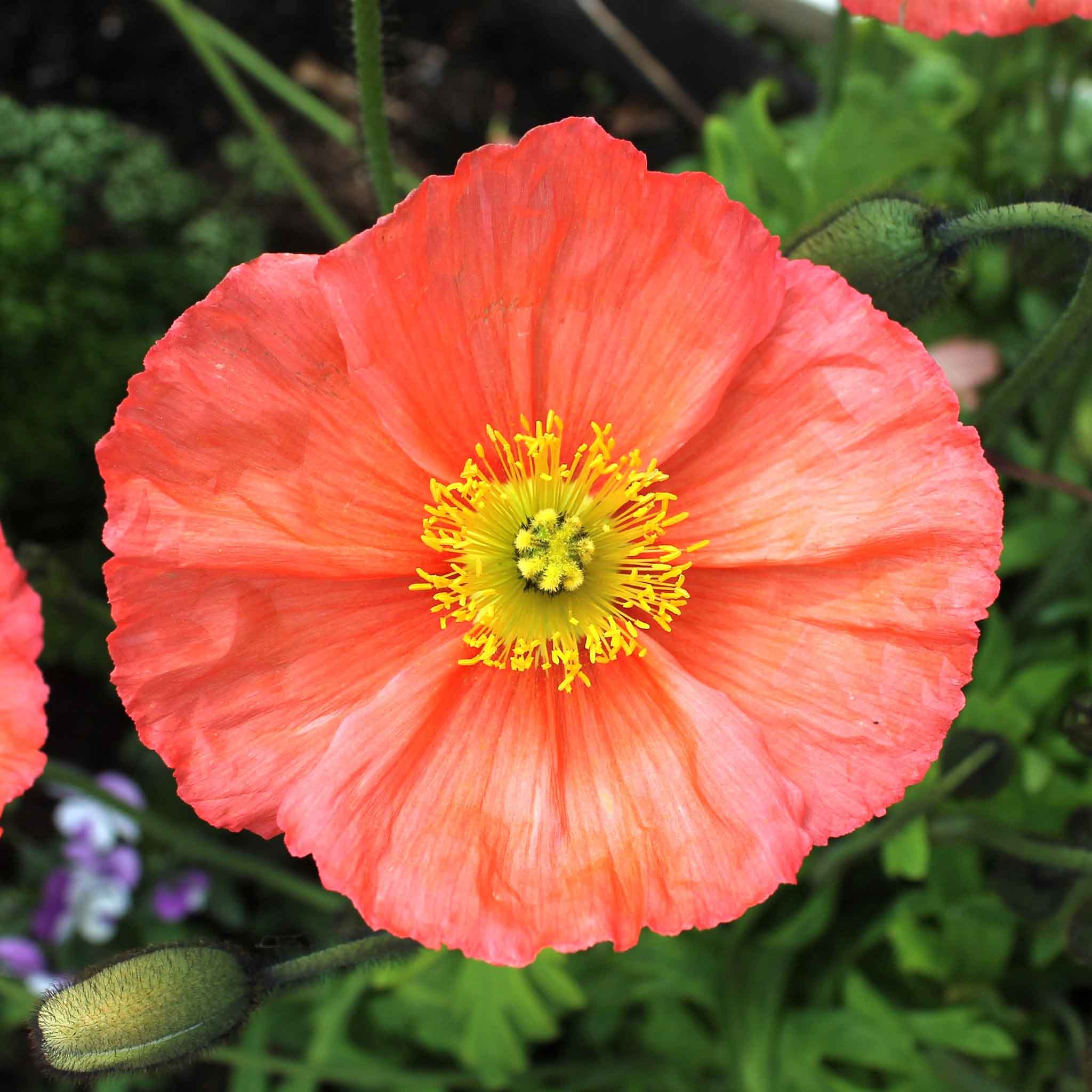 pink poppy flower seeds Bulk Iceland Poppy Seeds
